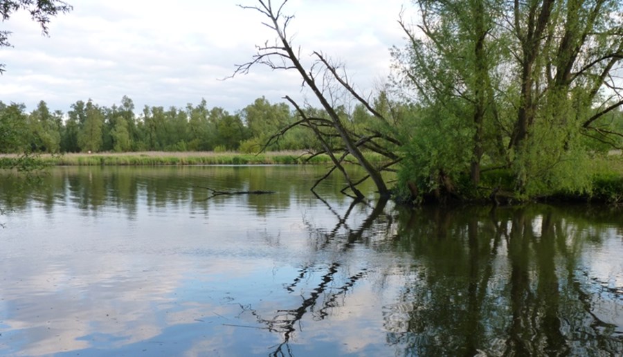 biesbosch